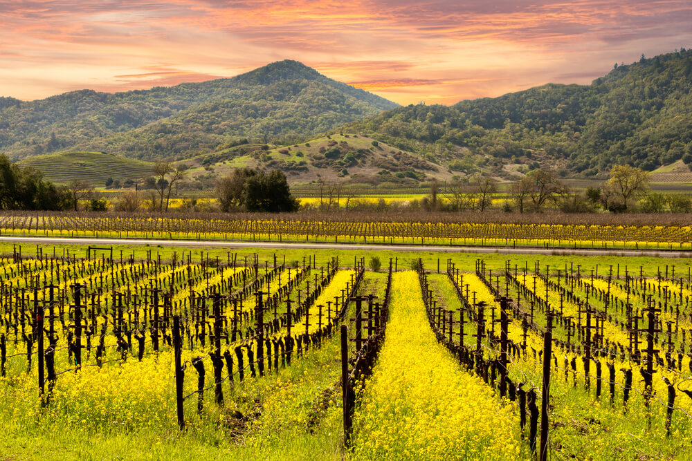 Napa Valley vineyard, California