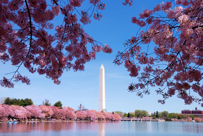 Washington DC in April, showing the Washington monument surrounded by flowering blooms