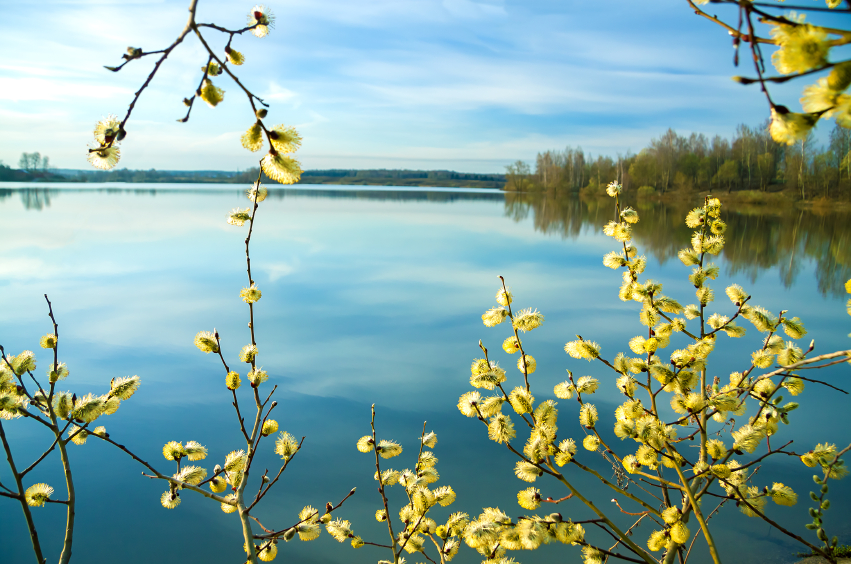 beautiful spring landscape with a blossoming tree and the river