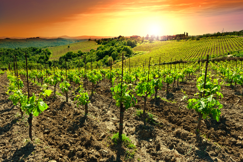 Vineyard in Chianti with beautiful sunset views