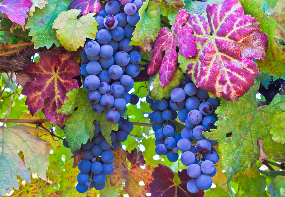 Beautiful picture of grapes and autumn leaves in Napa Valley, California