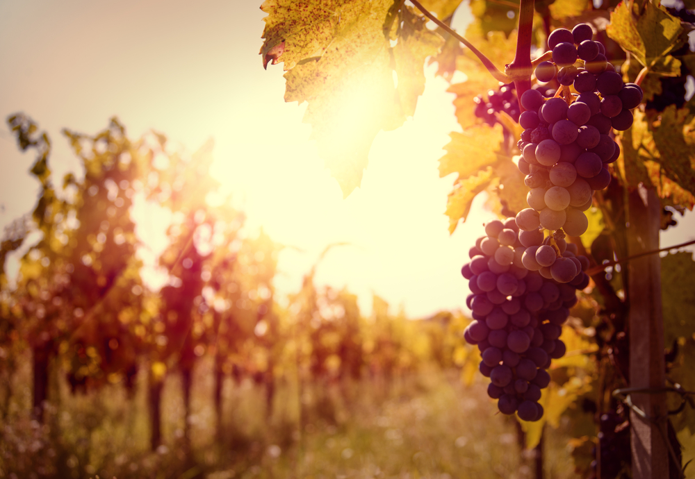 Beautiful sunset view of a bunch of grapes in a vineyard. 