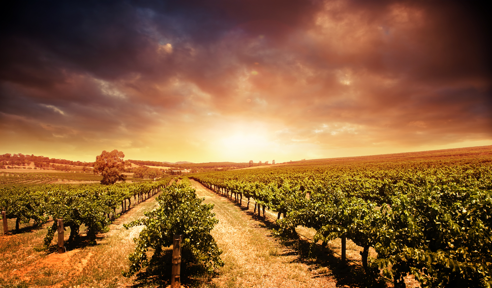 Scenic picture of a vineyard in Barossa Valley, Australia with stormy sunset background. 