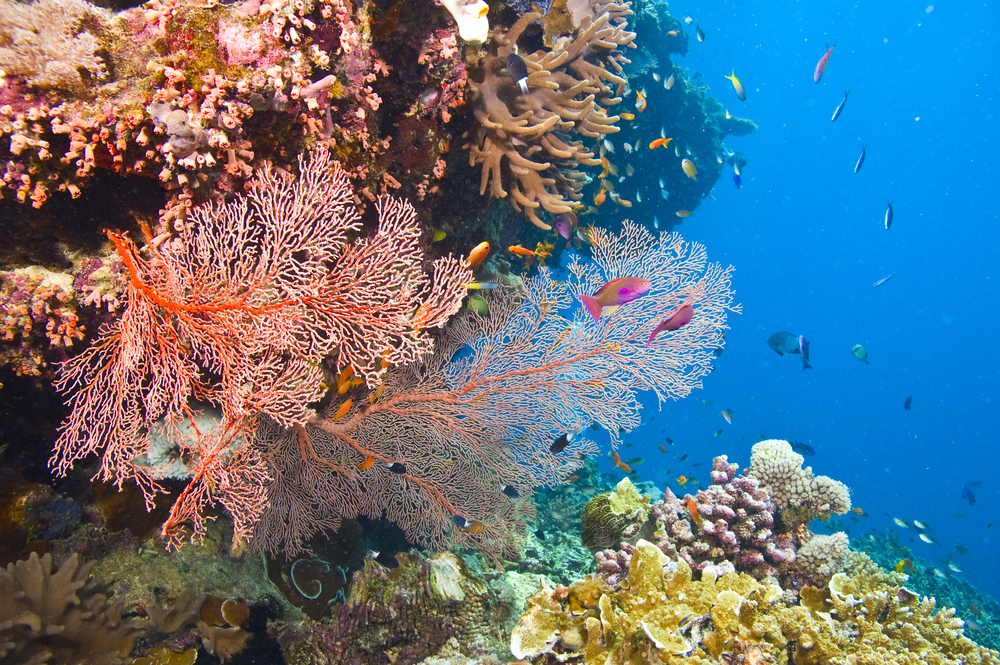 Underwater views of the Great Barrier Reef in Australia. 