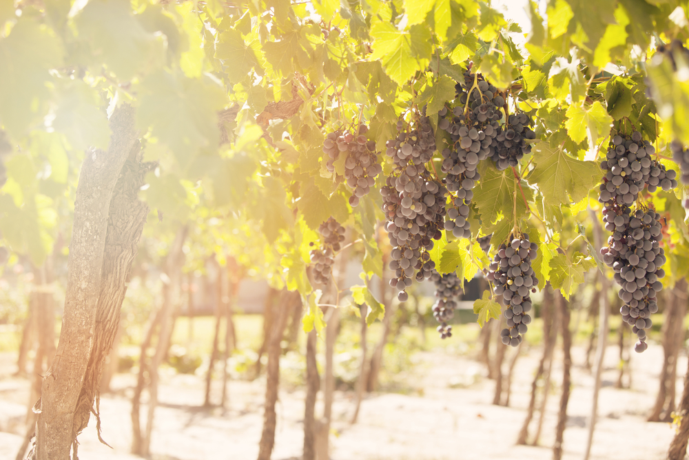 Image of grapes growing in a vineyard. 