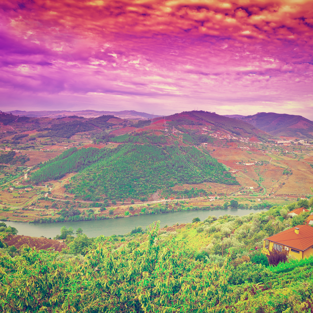 Beautiful vineyard in Portugal. 