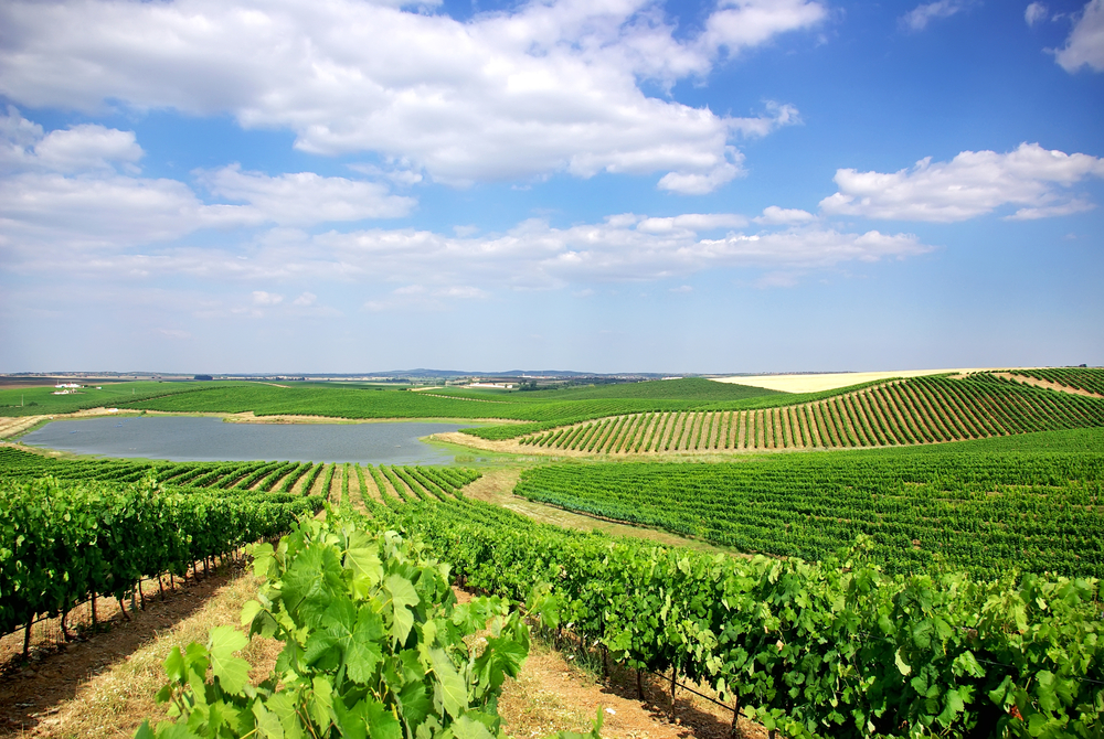 Breathtaking views of a vineyard in Alentejo, Portugal. 