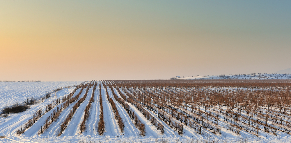 Winter views of a vineyard in Macedonia. 