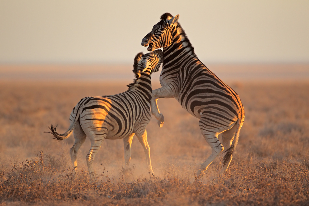 Two Zebra stallions fighting in the Etosha National Park, Namibia