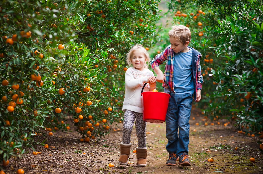 Two kids plucking oranges in an orange grove