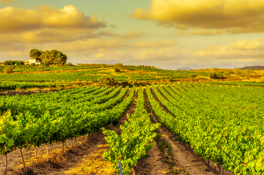 Beautiful vineyard in Spain. 