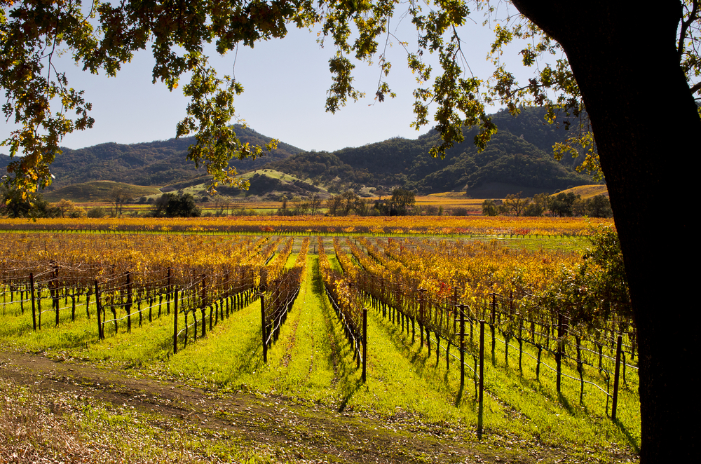 Napa Valley, California