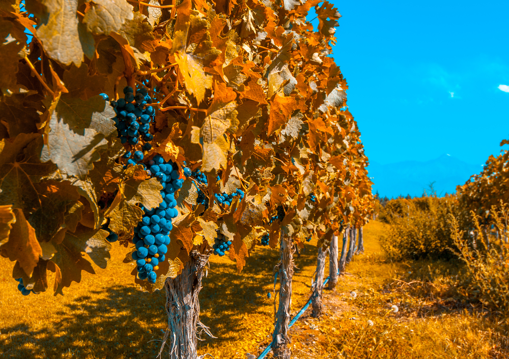 Vineyard in Mendoza, Argentina