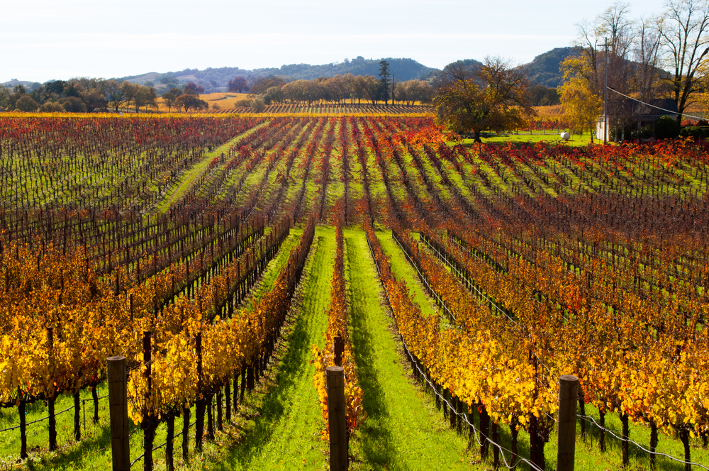 Healdsburg vineyard, California. 