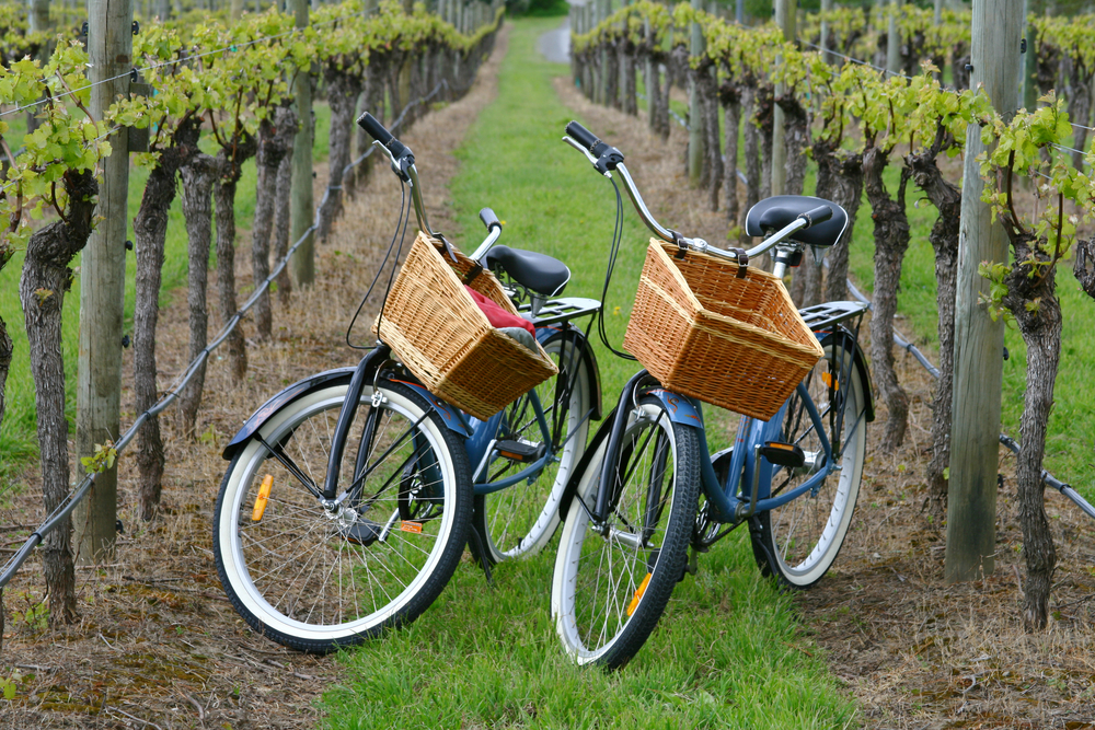Bikes in a vineyard