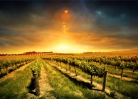 barossa vineyard campagna vigna coucher vignoble chianti vine esplode vineyards firenze alkohol canto kangaroo stagione goway ministero outback beau vino