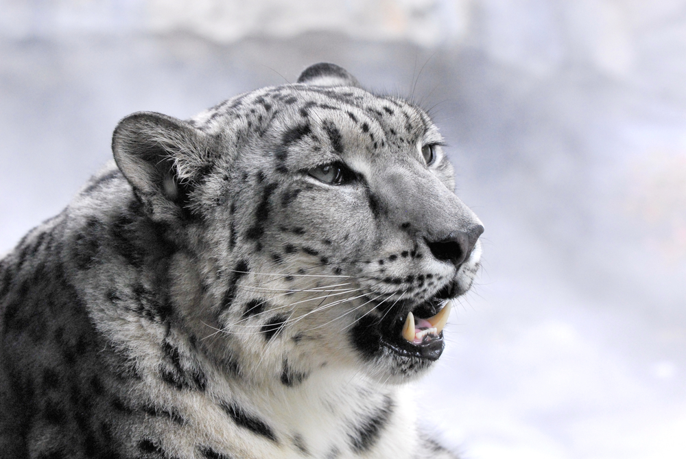 Snow Leopard in Central Park