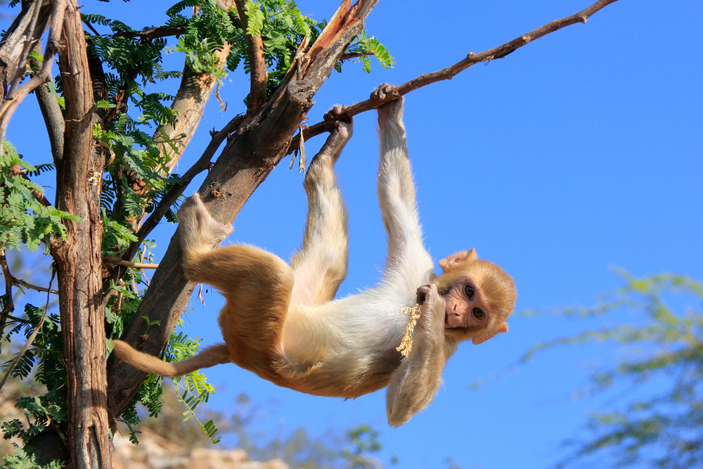 happy monkey hanging off a branch