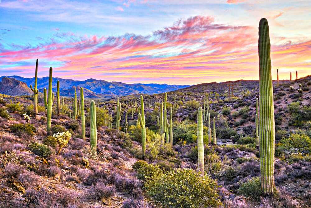 View of Arizona's wide desert plains