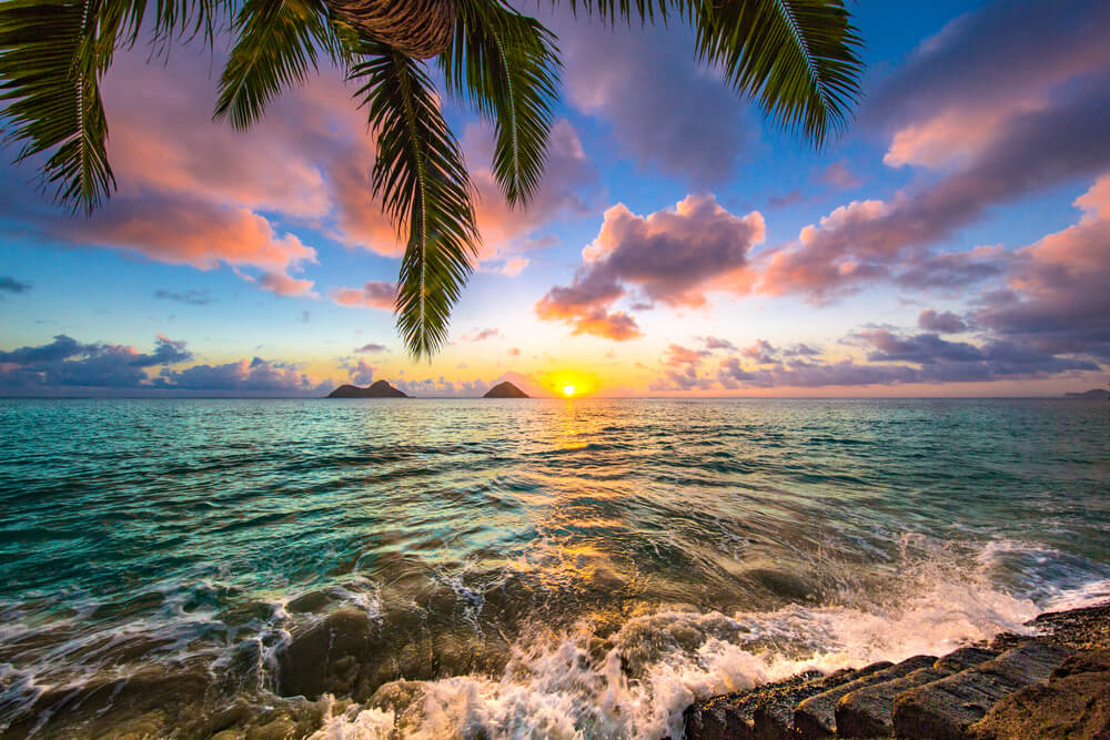 VINE VERA banner presents beautiful hawaii landscape